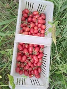 Nasiona pomidor Malinowy Kapturek min. 10szt.