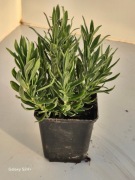 Lawenda lekarska mrozodporna sadzonka P9 10-15cm