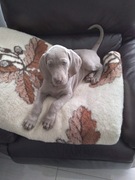 Wyżeł Weimarski krótkowłosy – szczeniaki z hodowli SILVER DOGS