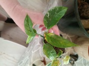 epipremnum pinnatum variegata