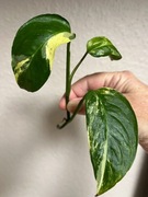 Monstera Adansonii Sp. Laniata Variegata - sadzonka do ukorzenienia