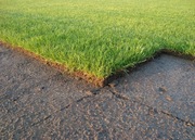 Trawa z rolki, trawa w rolkach, trawniki rolowane, trawa rolowana