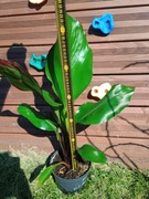 Ensete Vetricosum Montbeliardii 