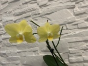 Storczyk phalenopsis żółty Summer z nowym pędem