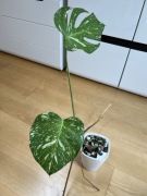 Monstera Thai Constellation