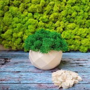 Mech chrobotek w Okrągłe doniczce 