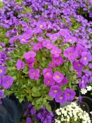 Byliny kwitnące sadzonki