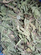 Liść ziele mniszek lekarski mlecz 1000 g 1 kg 2025 rok