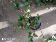 Trzykrotka Tinantia pinglei (piegusek) nr 5 dł 20 cm