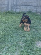 Terrier Walijski(suczka)