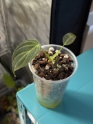 philodendron splendid | sadzonka rosnąca