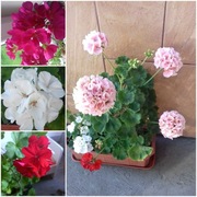 Pelargonie plus pokrzywka rezerwacja 