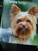Kalendarz z jorkami Yorkshire Terrier Calendar 2026 