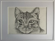 Oryginalny szkic KOT – Ołówek – Rękodzieło w oprawie. Format ramy 43x53cm