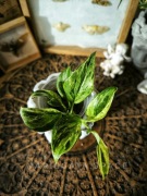 Scyndapsus Blue Albo salaka variegata Indonezja scindapsus sadzonka 