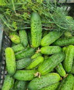 OGÓREK GRUNTOWY BEZ OPRYSKÓW  -  Bionaturalny ! Warzywa sezonowe!