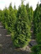 Thuja szmaragd 120-140
