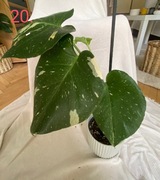 MONSTERA THAI CONSTELLATION