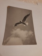 mewa . fot.Najderow /ruch 0-65