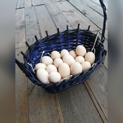 Jaja z wolnego wybiegu