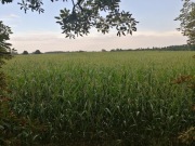 Kukurydza na pniu do samodzielnego zbioru