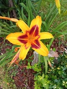 Liliowiec sadzonka niski