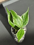 Hoya polyneura albomarginata - sadzonka ukorzeniona