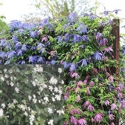 POWOJNIK PNĄCY CLEMATIS mix kol 20n