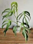 Duża Monstera Burle Marx Flame w hydroponice  7 liści
