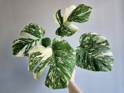 Monstera Thai Mutation duży szczyt 4 liście 