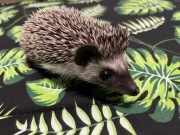 Jeż pigmejski Samiczka – spokojna i delikatna