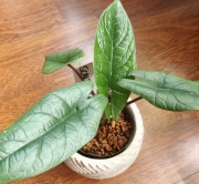 ALOCASIA / ALOKAZJA 'SCALPRUM'