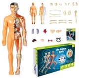 Model 3D ludzkiego ciała dla dziecka, model anatomiczny szkieletu, ciała