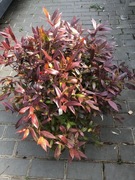 Kiścień Zeblid. Bordowe liście zimą. Duża sadzonka