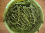 WYCIĄG Z MĘSKICH KWIATOSTANÓW ORZECHA WŁOSKIEGO - W NASZEJ SPIŻARNI