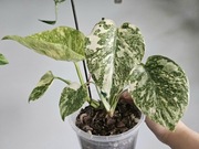 Monstera Noid piękne nietypowe wybarwienie dół z nowym szczytem 