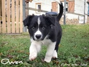 Piesek Border Collie ZKwP FCI