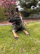 Owczarek niemiecki krótkowłosy FCI