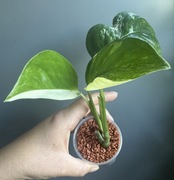 Monstera Lechleriana Variegata