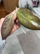 Hoya Tequila Sunrise hoja