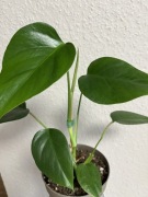 Monstera Deliciosa  Sierrana - don. 13 cm , wys. 30 cm