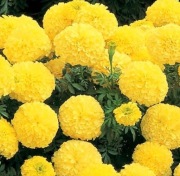 Aksamitka wielkokwiatowa niska - MONA 