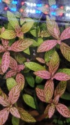 Przecudneńko Rose Australis Rosanervig Hygryphila bez co2 