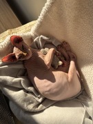 Kocurek Sfinks Kanadyjski