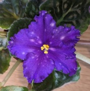 Fiołek afrykański N-Vakula