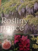 Rośliny pnące. Uprawa drzew