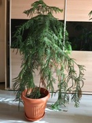 Araukaria heterophylla araukaria wyniosła