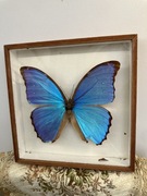 motyl prawdziwy ogromny w ramce MORPHIDAE morpho sp brazylia  