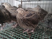 FARAON, jajka, jaja lęgowe przepiórki.