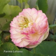 Lotos Nelumbo 'Pink Compact' - kłącze